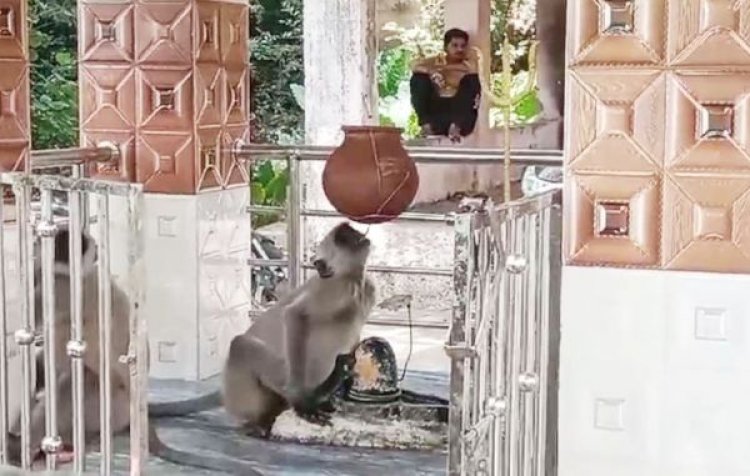 भीषण गर्मी का असर : शिवलिंग की जलहरी से बंदर ने बुझाई प्यास